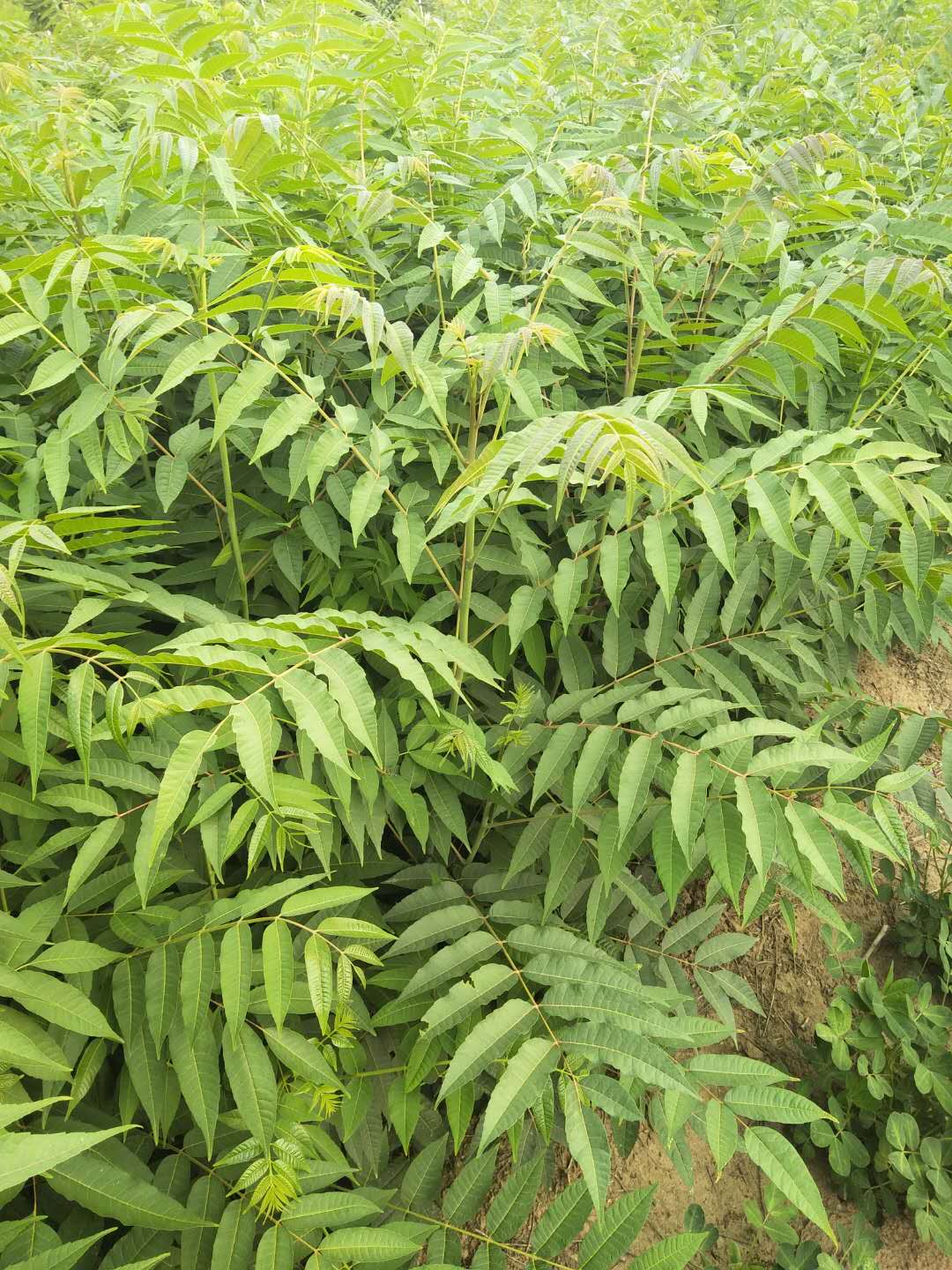 黄南香椿小苗几月份种植好1年香椿苗