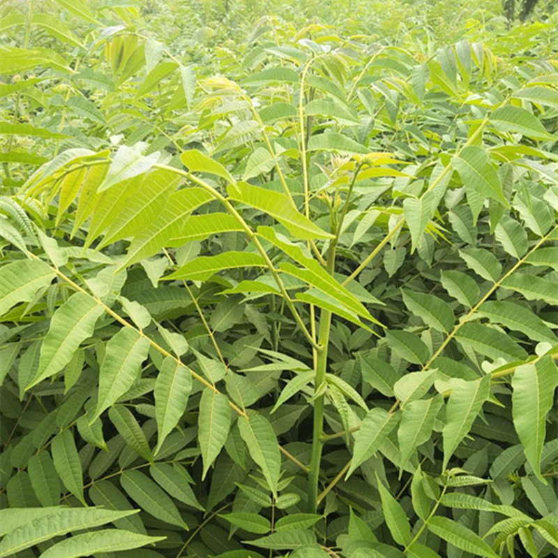 黄南香椿小苗几月份种植好1年香椿苗