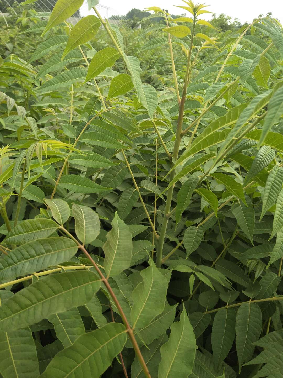 大连香椿苗种植多久有收益香椿树苗