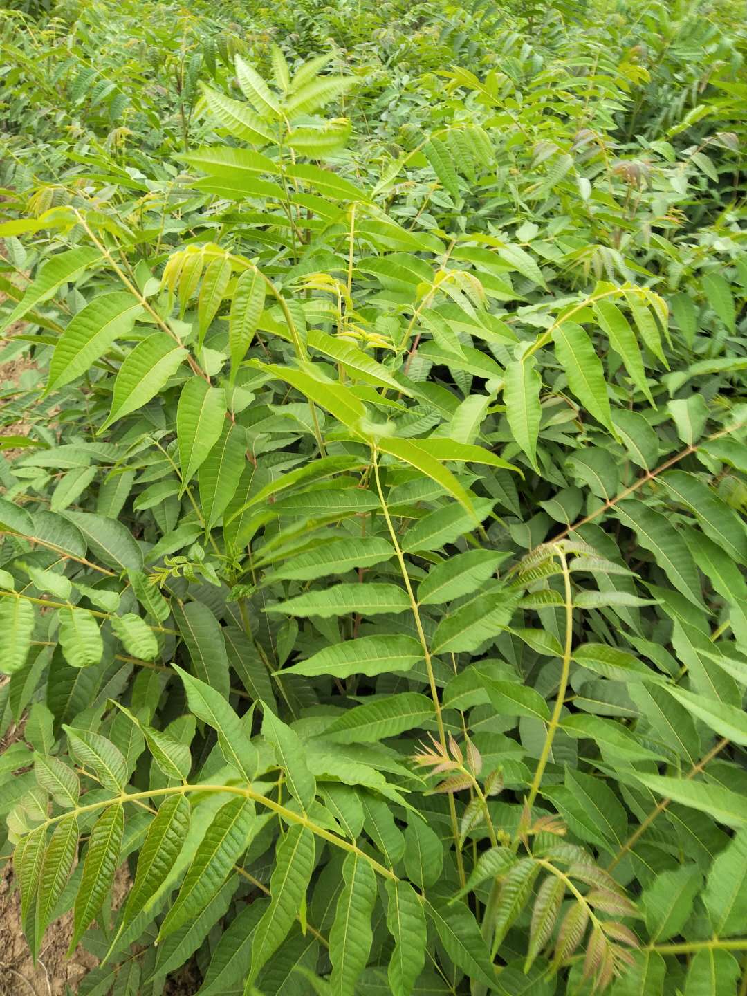 天水大棚香椿苗种植管理技术香椿苗