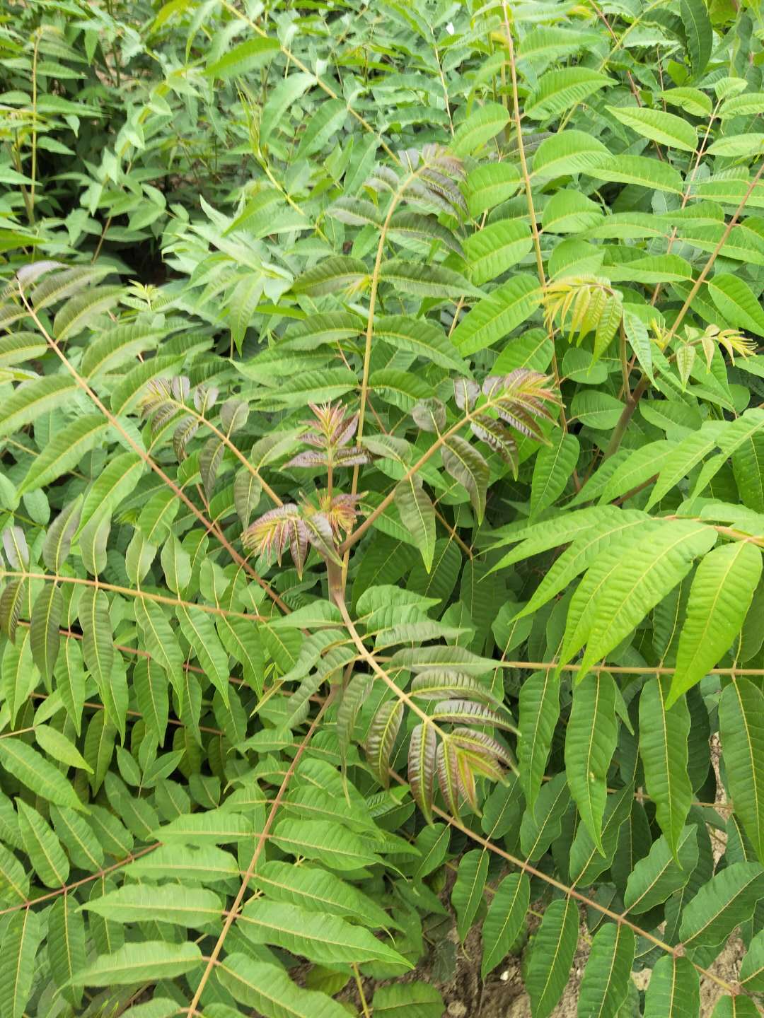 汉中香椿苗怎样种植香椿树苗