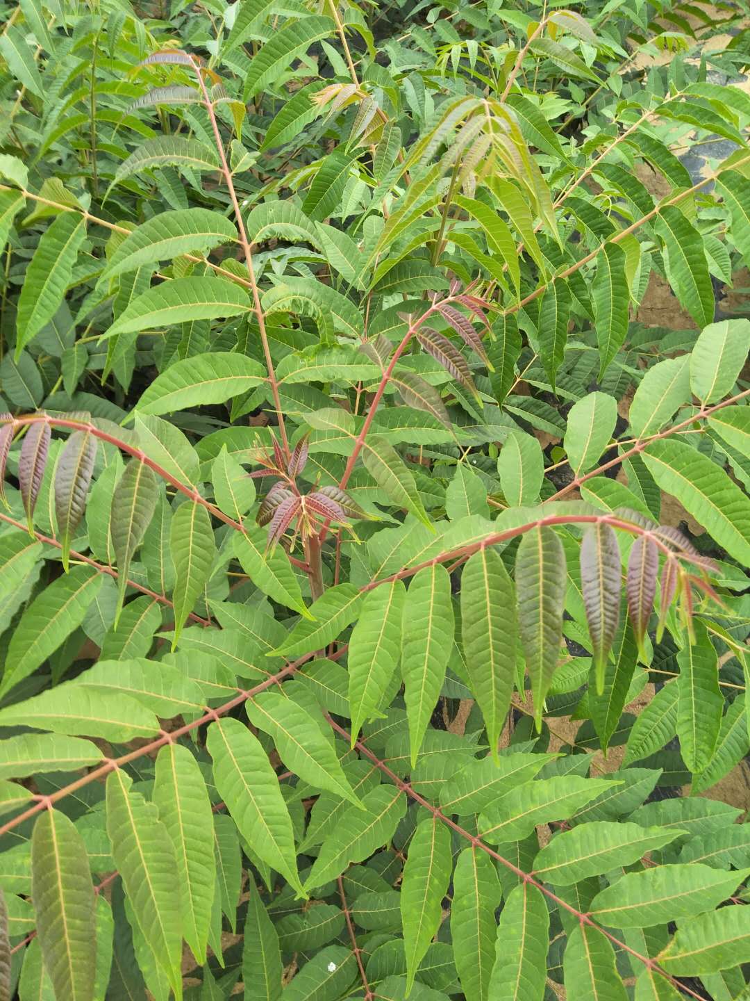 玉树香椿苗几月份种植成活率高1米香椿苗