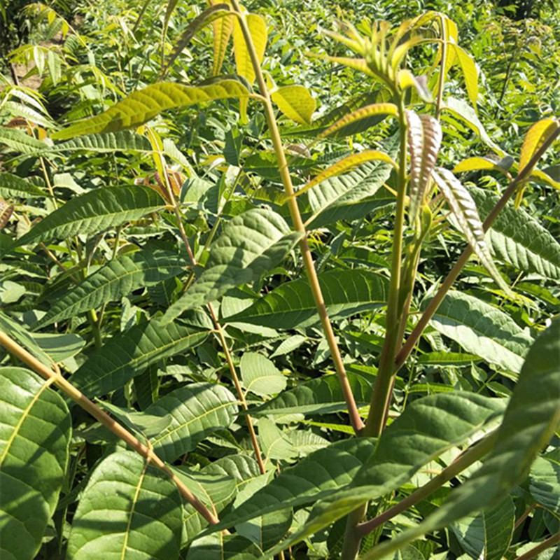 临夏香椿树苗价格果树苗