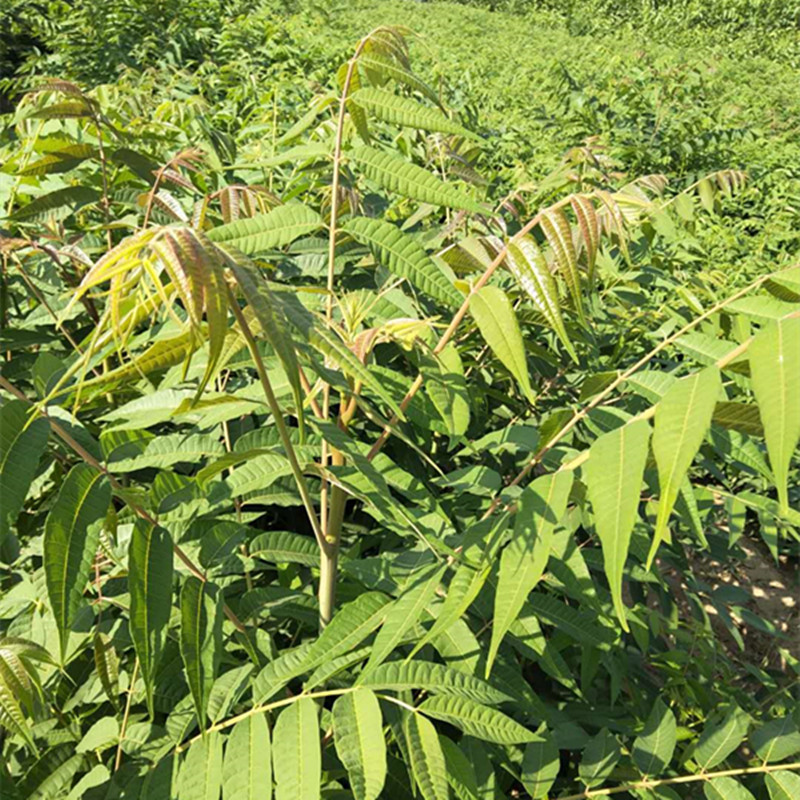 大连香椿苗种植多久有收益香椿树苗