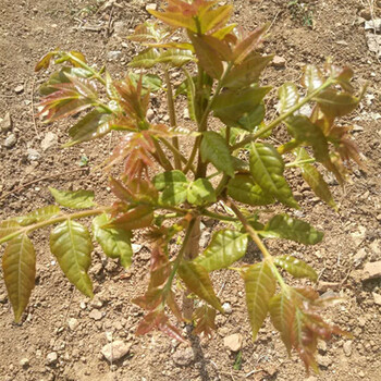 泸州泰山香椿苗什么季节栽2公分香椿苗