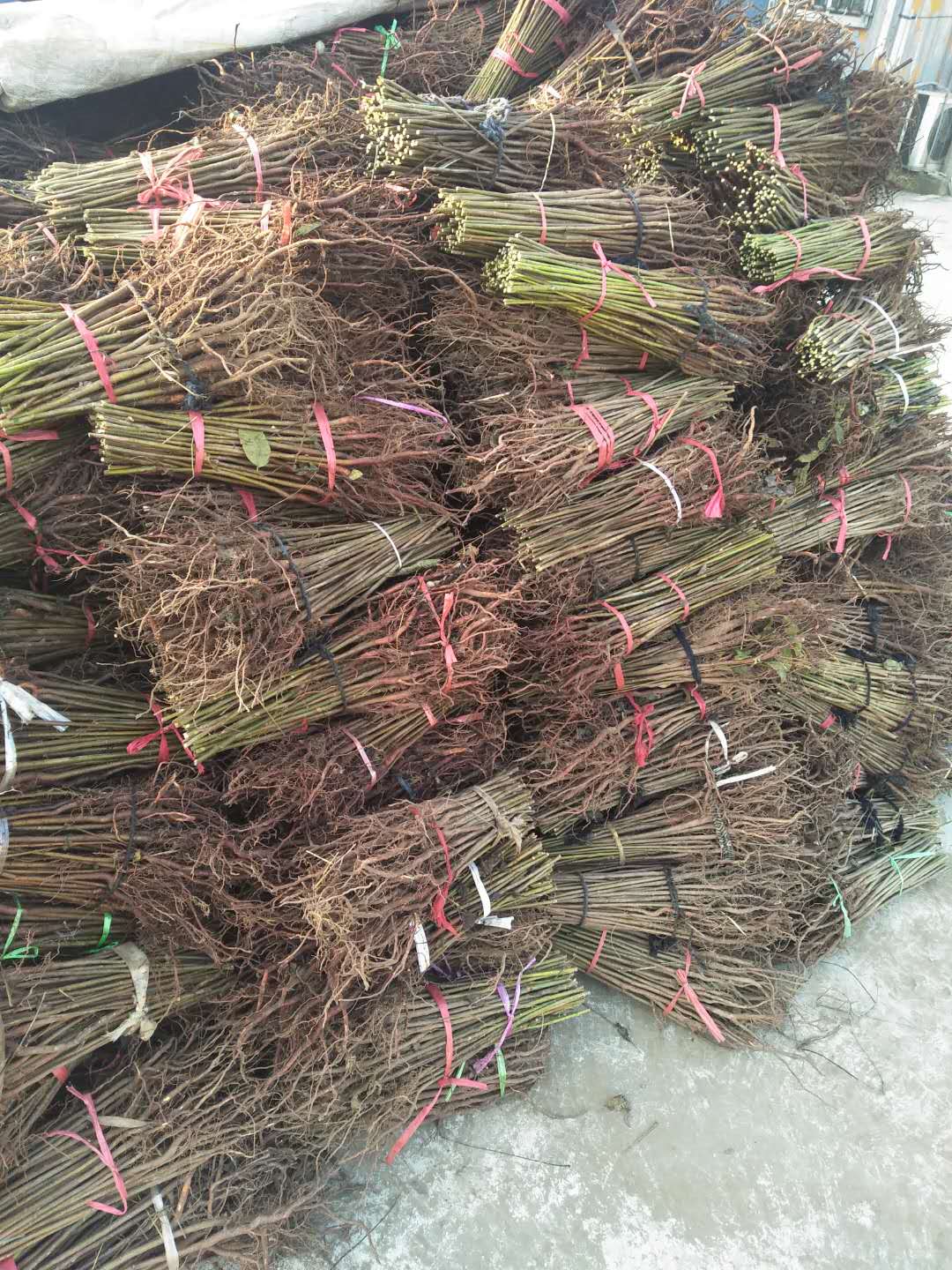 長(zhǎng)治香椿苗一棵多少少錢香椿樹苗