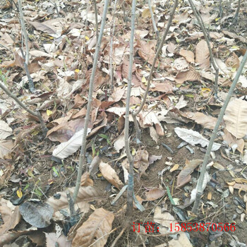 板栗小苗栽培方法2年板栗苗陽泉