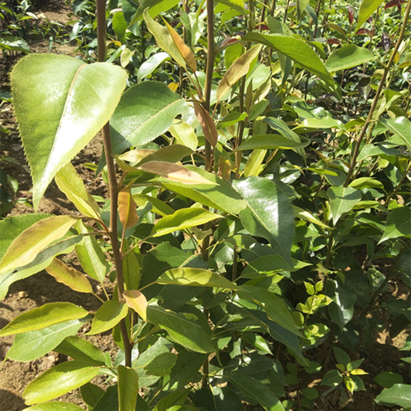 紅梨苗批發(fā)3公分梨樹苗達(dá)州
