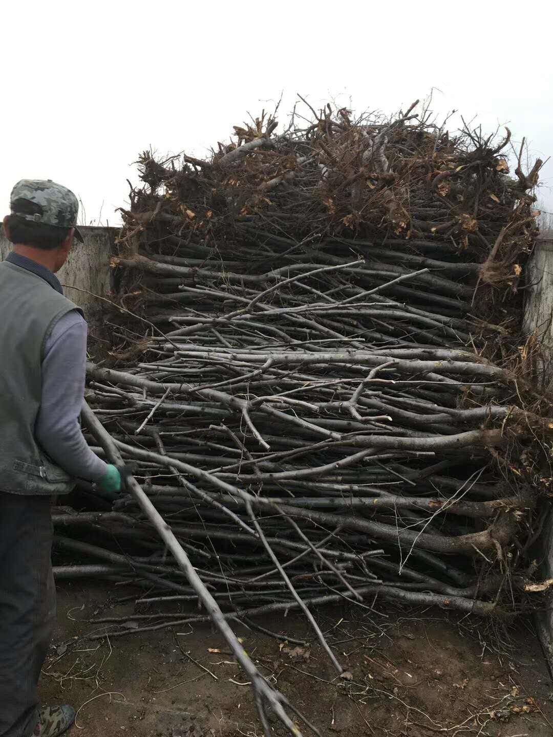 红梨苗种植管理技术3公分梨树苗庆阳