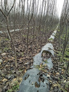 红梨苗种植管理技术3公分梨树苗庆阳