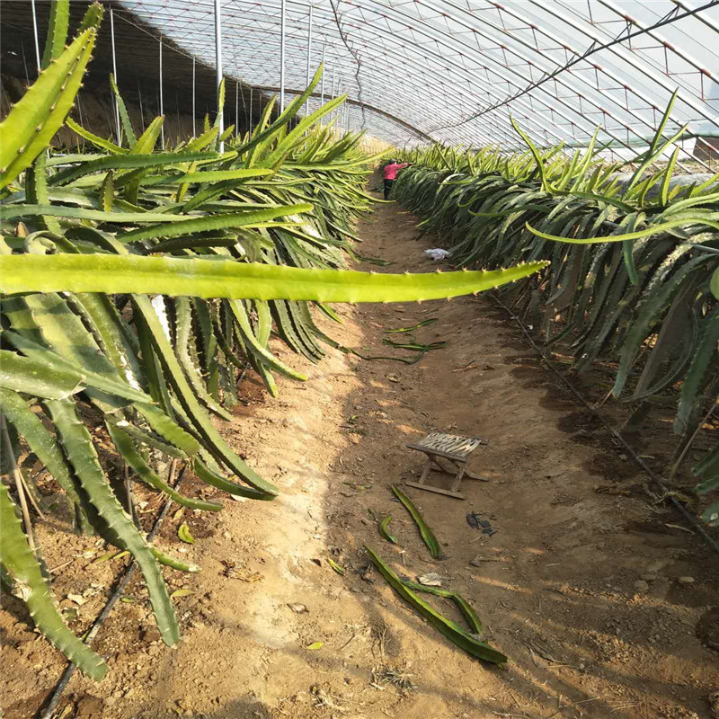 黃金梨樹苗適合南方種植嗎果樹苗自貢