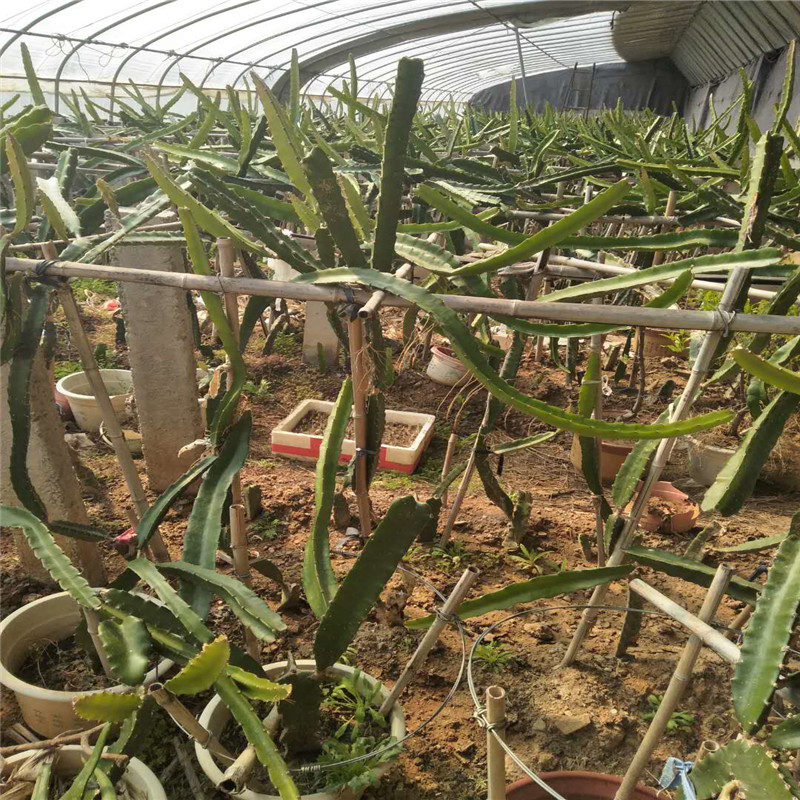 黃金梨樹苗適合南方種植嗎果樹苗自貢