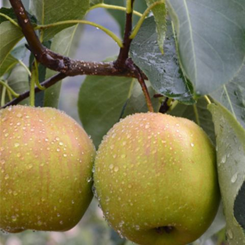 3年梨樹(shù)苗什么時(shí)候種植梨樹(shù)苗價(jià)格衡水