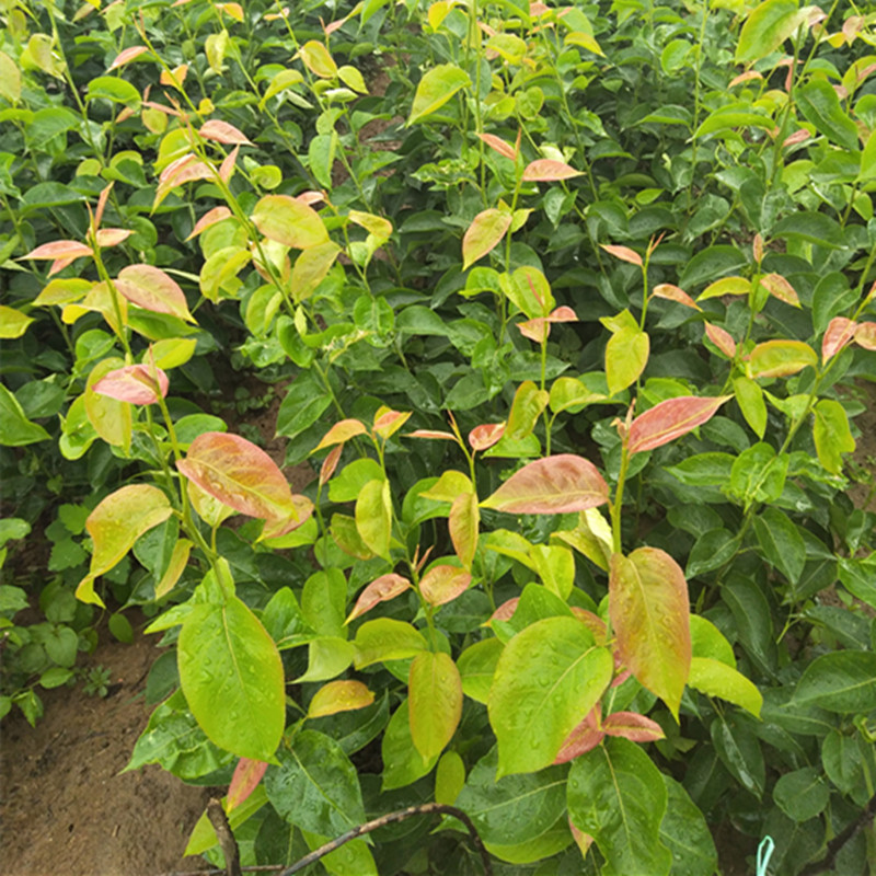 酥梨樹苗產(chǎn)地梨樹苗批發(fā)汕尾