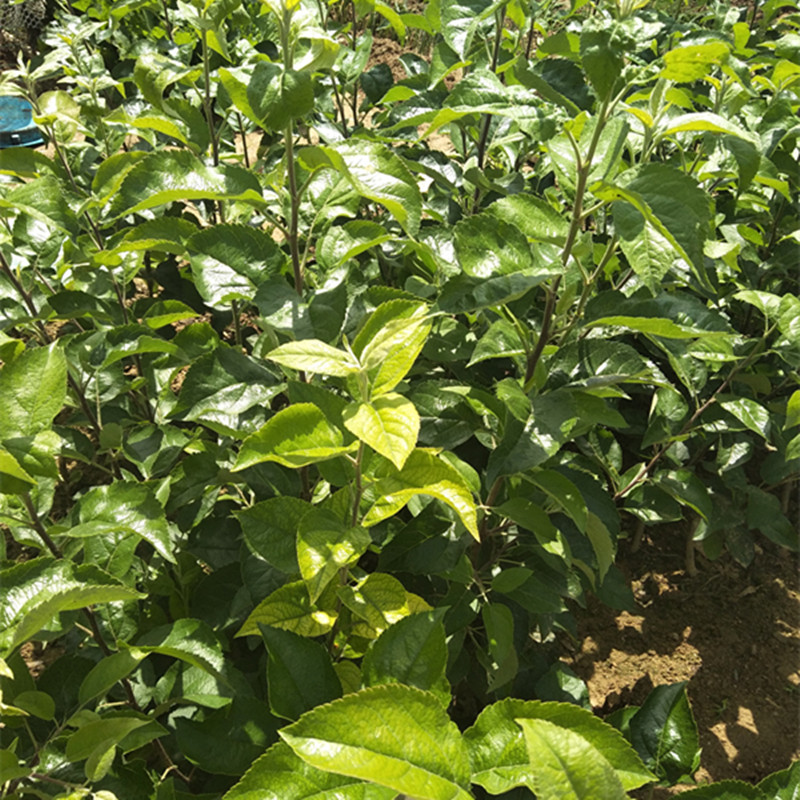 5年梨樹苗幾月份種植梨樹苗價(jià)格海北