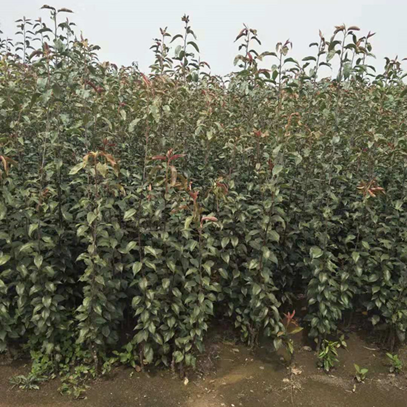 5年梨樹苗幾月份種植梨樹苗價(jià)格海北