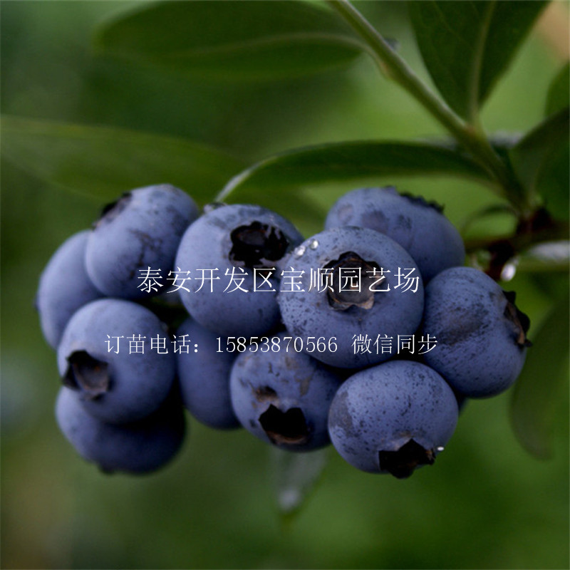 2年藍(lán)莓苗那里有賣(mài)淮安果樹(shù)苗價(jià)格