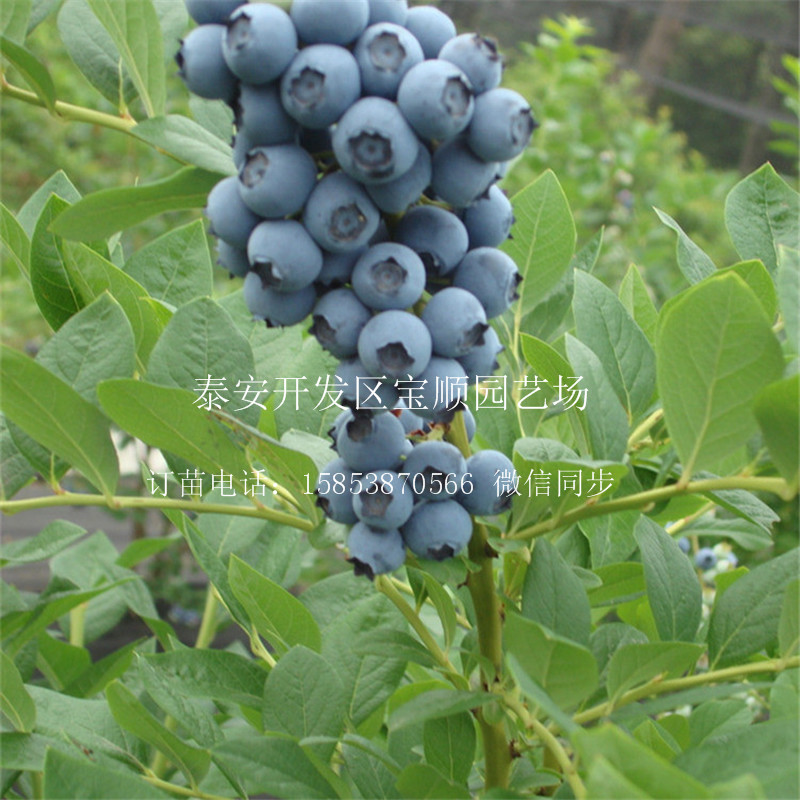 藍(lán)莓苗多高遵義藍(lán)莓三年苗