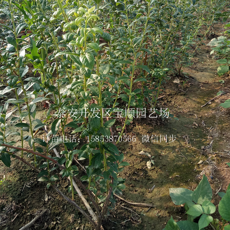 品種藍莓苗多少錢(qián)一棵鐵嶺一年生藍莓苗