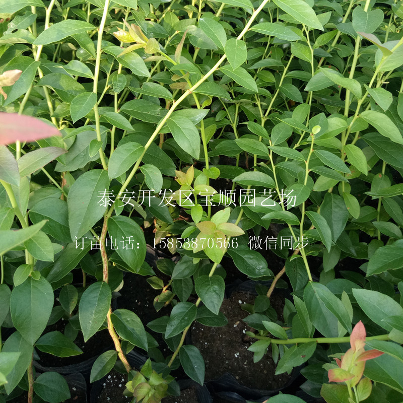 2年藍莓苗多高合肥三年藍莓苗