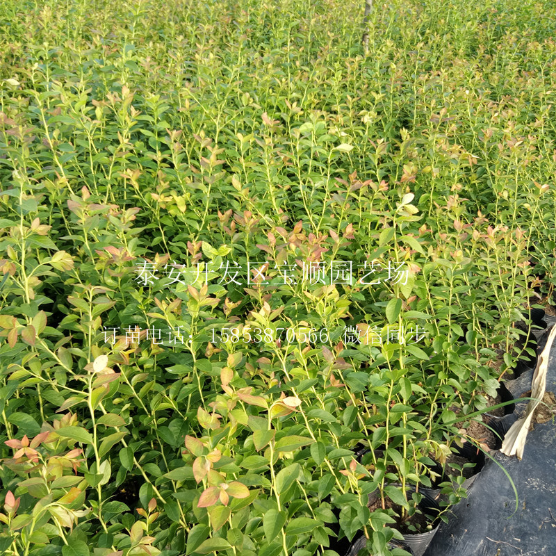 品種藍莓苗多少錢(qián)一棵鐵嶺一年生藍莓苗