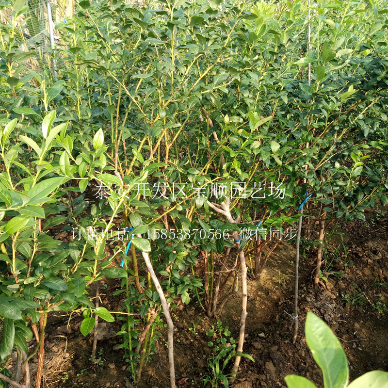 品種藍(lán)莓苗哪有藍(lán)莓苗金華果樹苗價格
