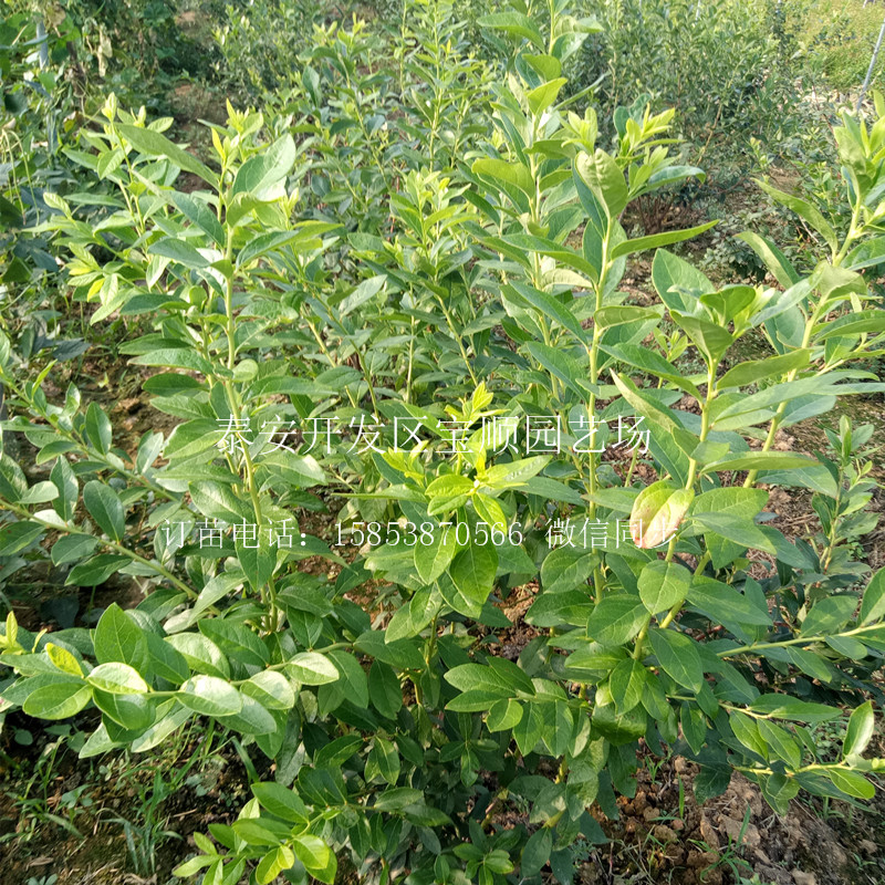 品種藍(lán)莓苗哪有藍(lán)莓苗金華果樹苗價格
