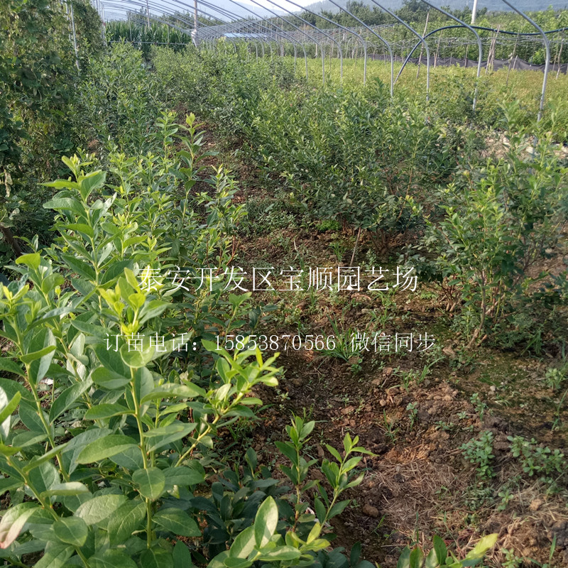 藍(lán)莓苗哪有藍(lán)莓苗昭通買藍(lán)莓苗