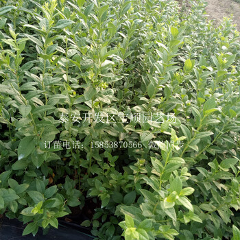 1年藍(lán)莓苗在哪買肇慶藍(lán)莓種苗價格