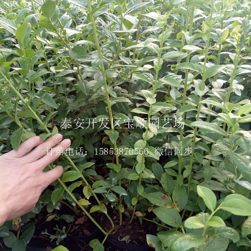 藍(lán)莓苗哪有藍(lán)莓苗昭通買藍(lán)莓苗