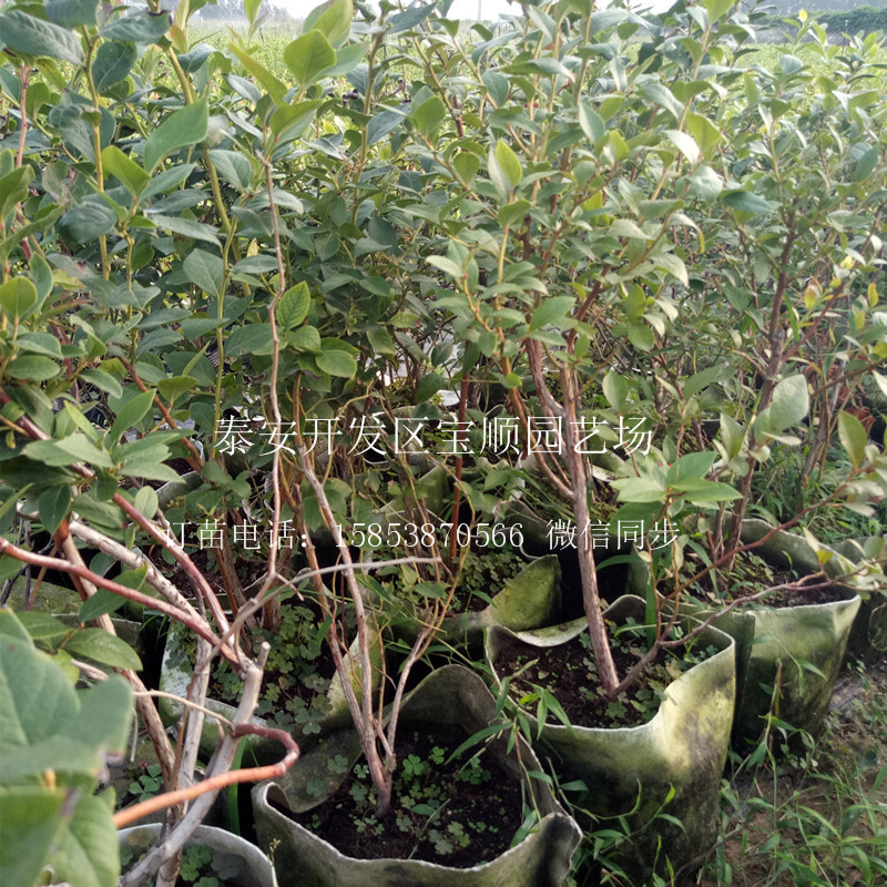藍(lán)莓苗種植環(huán)境商洛一年生藍(lán)莓苗