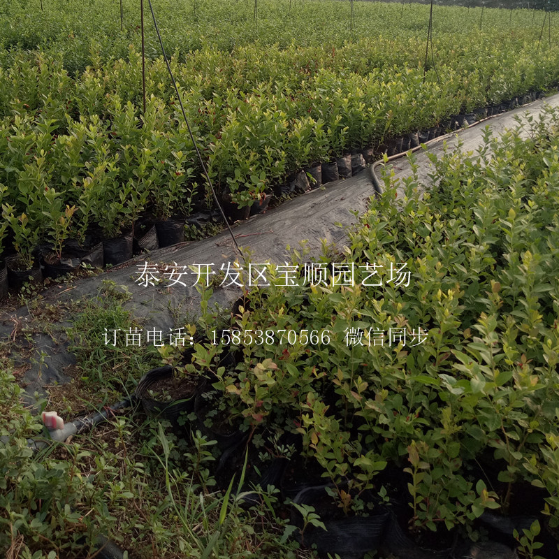 2年藍(lán)莓苗那里有賣(mài)廣州4年藍(lán)莓苗