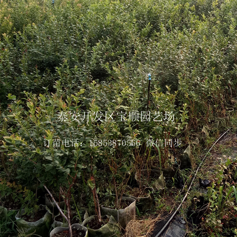 1年藍莓苗栽培技術(shù)喀什三年藍莓苗