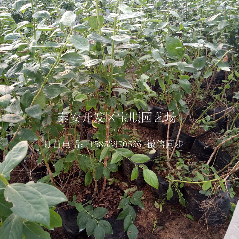 藍莓苗如何管理赤峰新品種藍莓苗