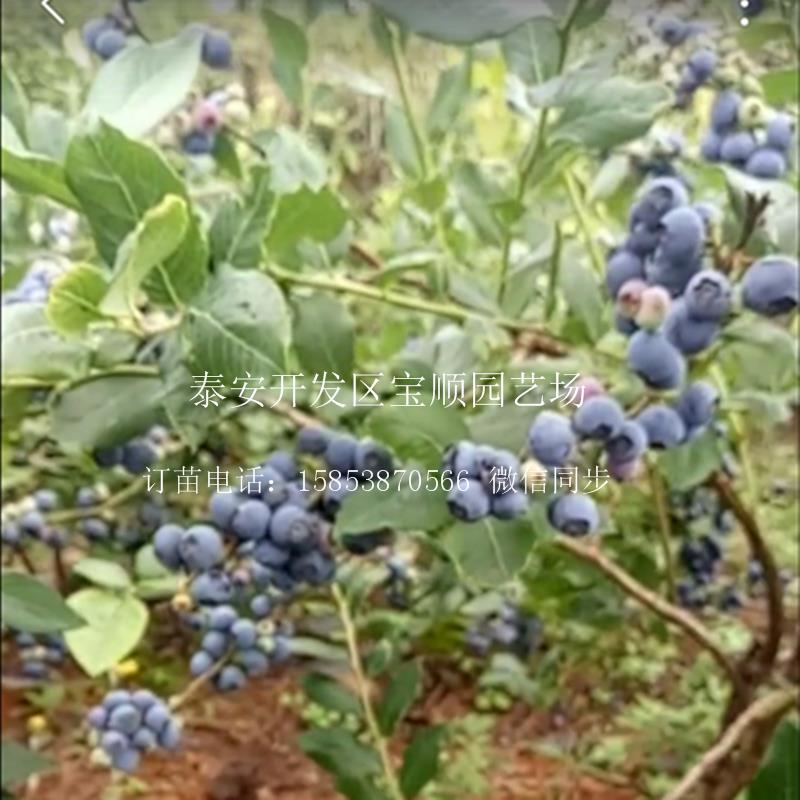3年藍莓苗哪里有賣錦州藍莓樹苗
