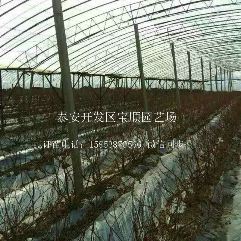 3年藍(lán)莓苗哪有賣海北兩年生藍(lán)莓苗
