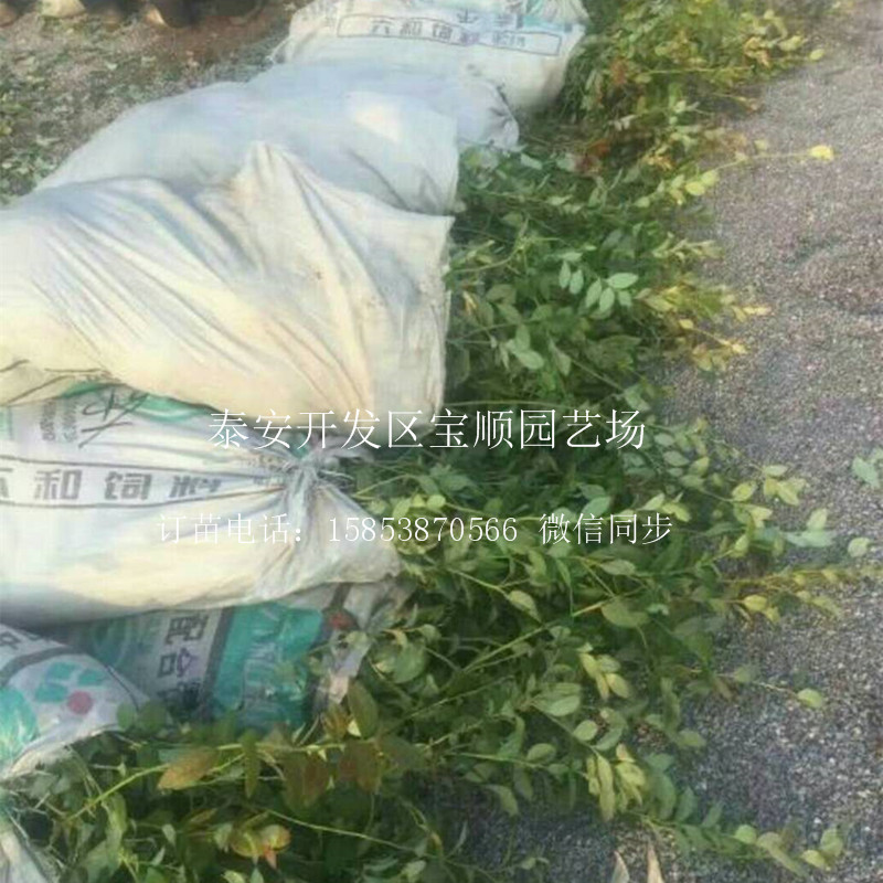 3年藍(lán)莓苗哪有賣海北兩年生藍(lán)莓苗