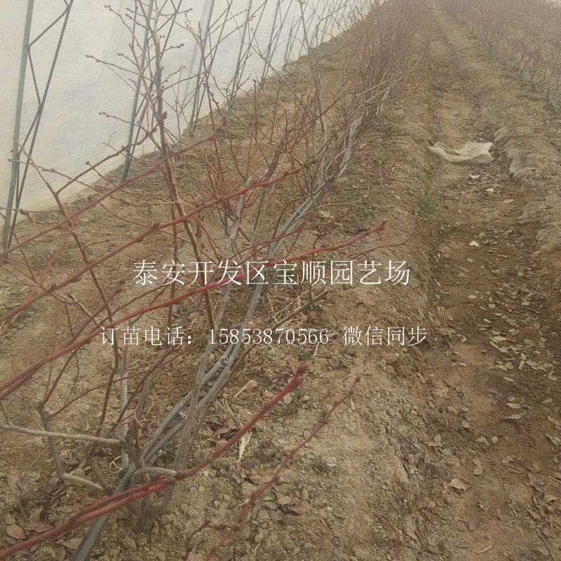 品種藍(lán)莓苗哪有藍(lán)莓苗衡陽(yáng)新品種藍(lán)莓苗