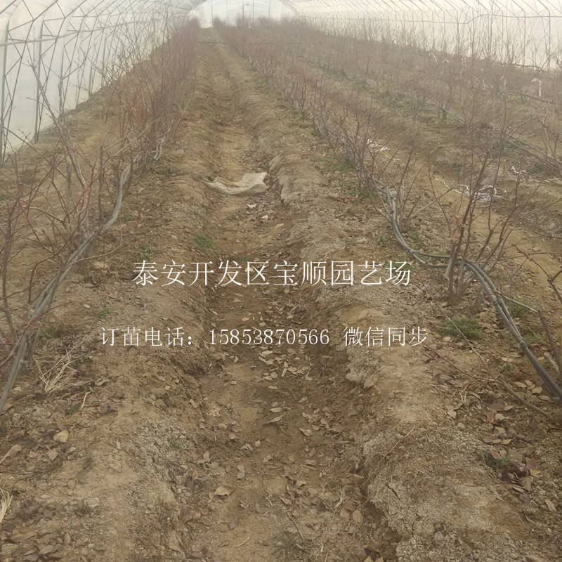 品種藍(lán)莓苗哪有藍(lán)莓苗金華果樹苗價格