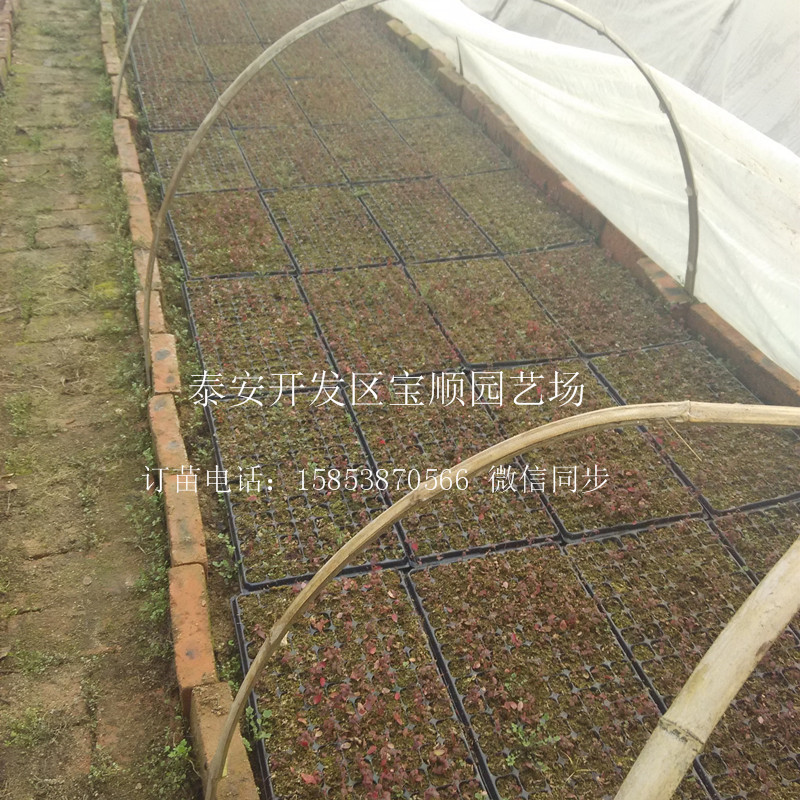 品種藍(lán)莓苗多少錢一株河南果樹苗價(jià)格