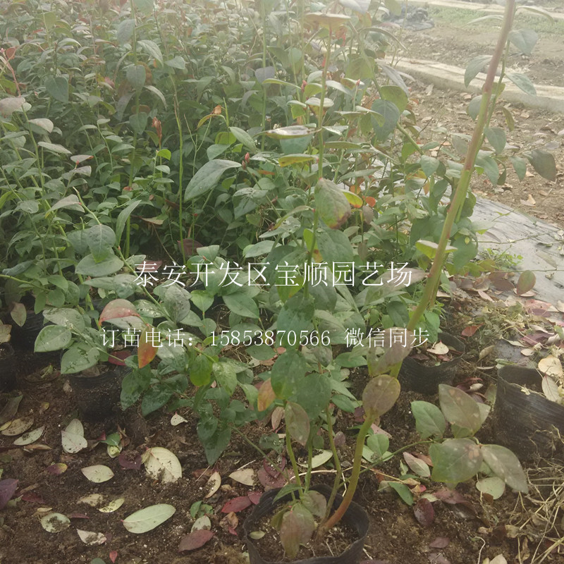 2年藍(lán)莓苗那里有賣(mài)廣州4年藍(lán)莓苗