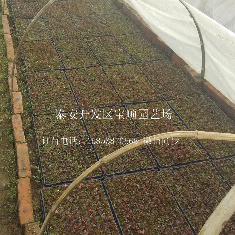 2年藍莓苗批發(fā)價格阿壩兩年生藍莓苗