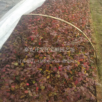 藍莓苗價格多少欽州藍莓樹苗