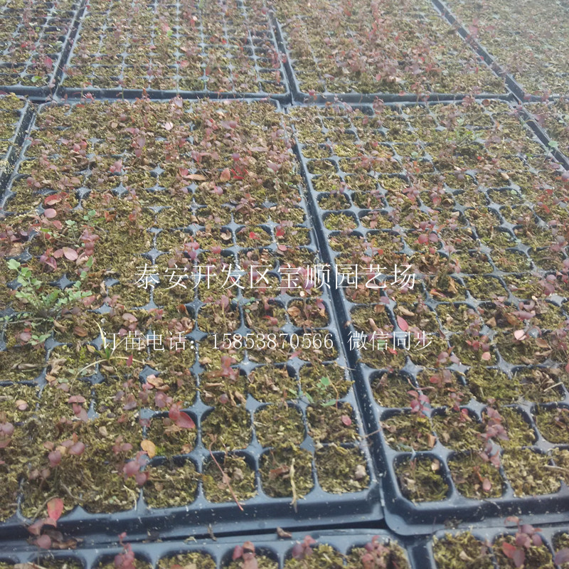 藍莓苗如何管理赤峰新品種藍莓苗