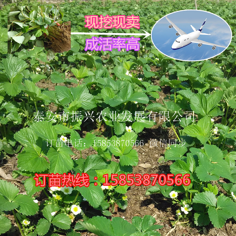 忻州艷麗草莓苗批發(fā)價格白草莓苗價格