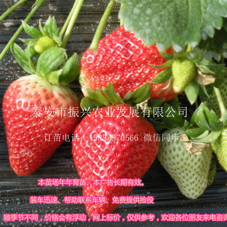 忻州艷麗草莓苗批發(fā)價格白草莓苗價格