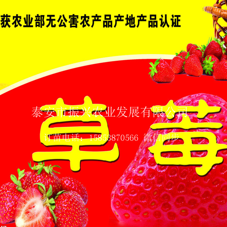 许昌宁玉草莓苗什么时间栽好草莓苗怕水吗