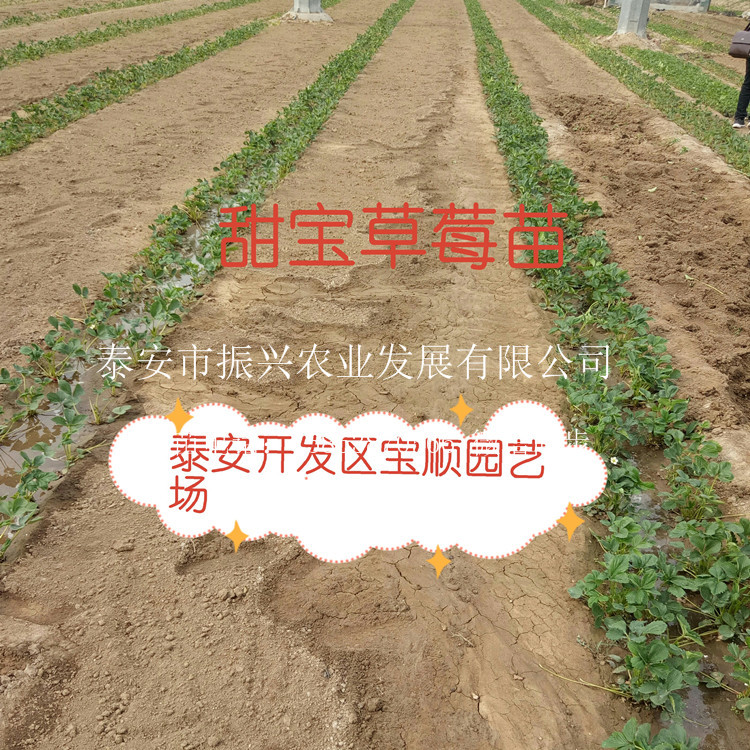 畢節(jié)新品種草莓苗有哪些病蟲害豐香草莓苗