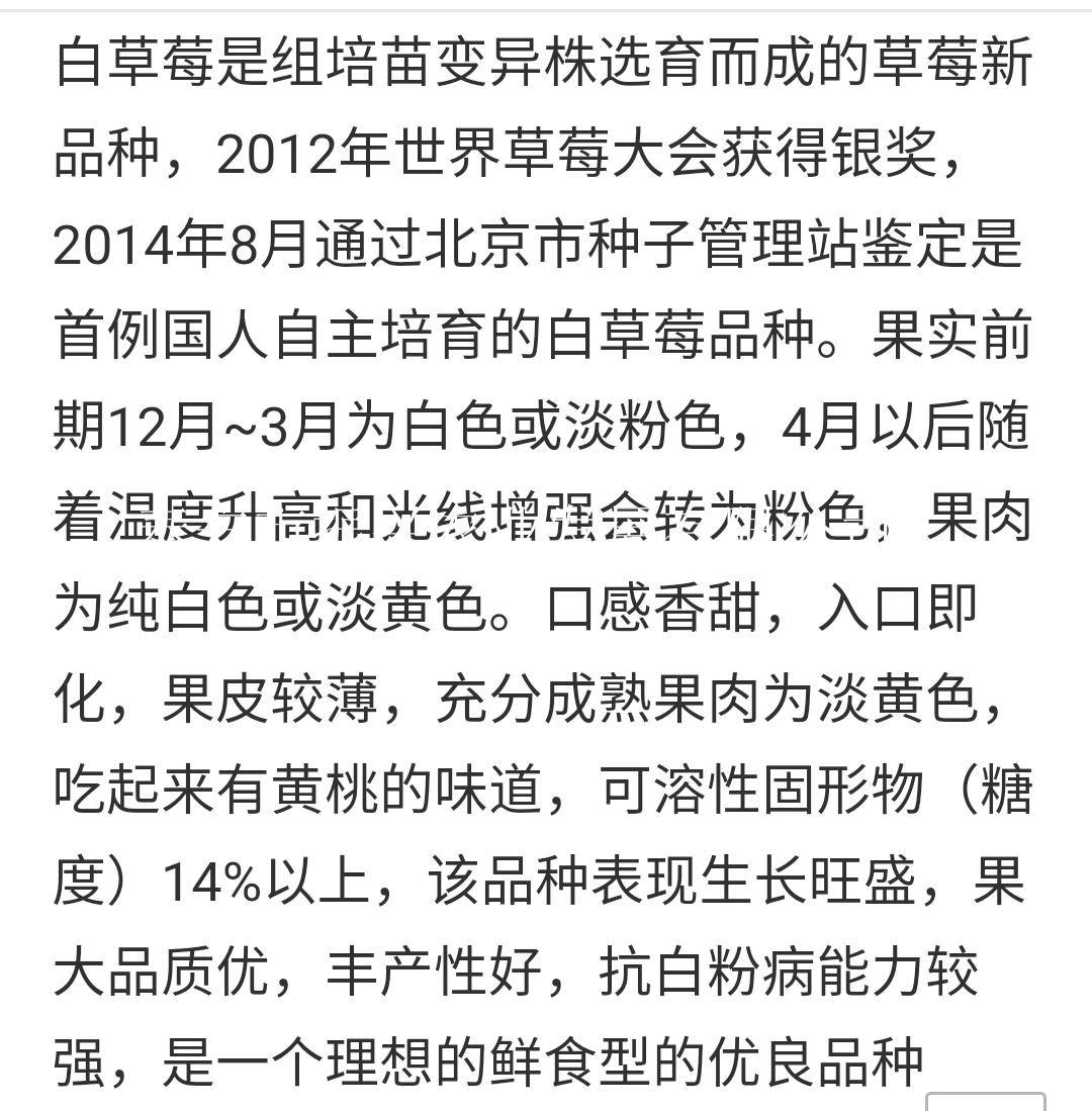 忻州艷麗草莓苗批發(fā)價格白草莓苗價格