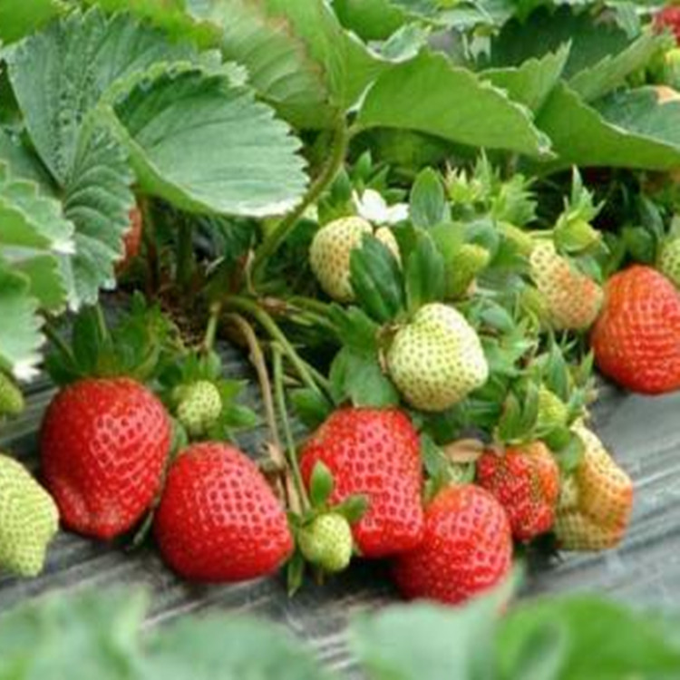 中衛(wèi)妙香草莓苗種植方法多少錢一株草莓苗